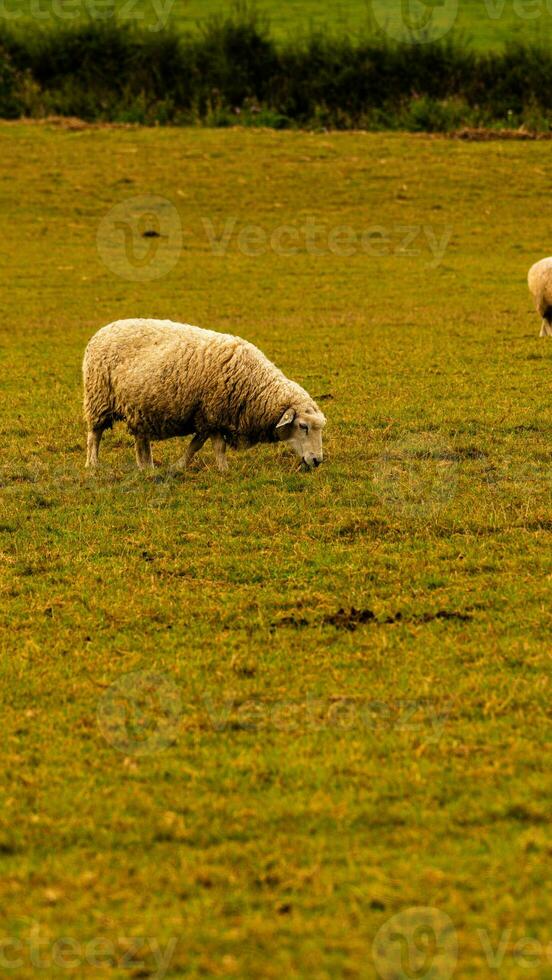 flock av ullig får på en landsbygden bruka foto