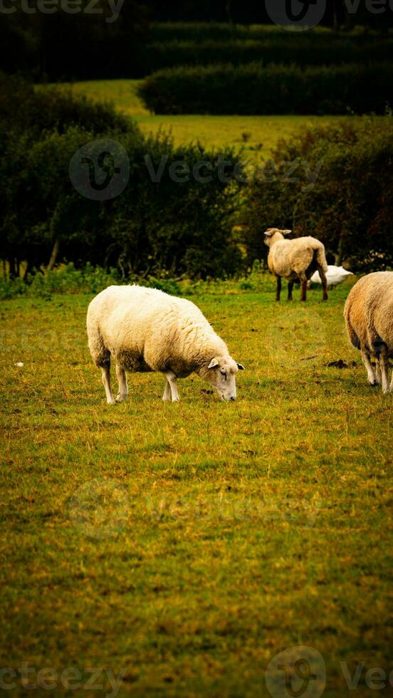 flock av ullig får på en landsbygden bruka foto