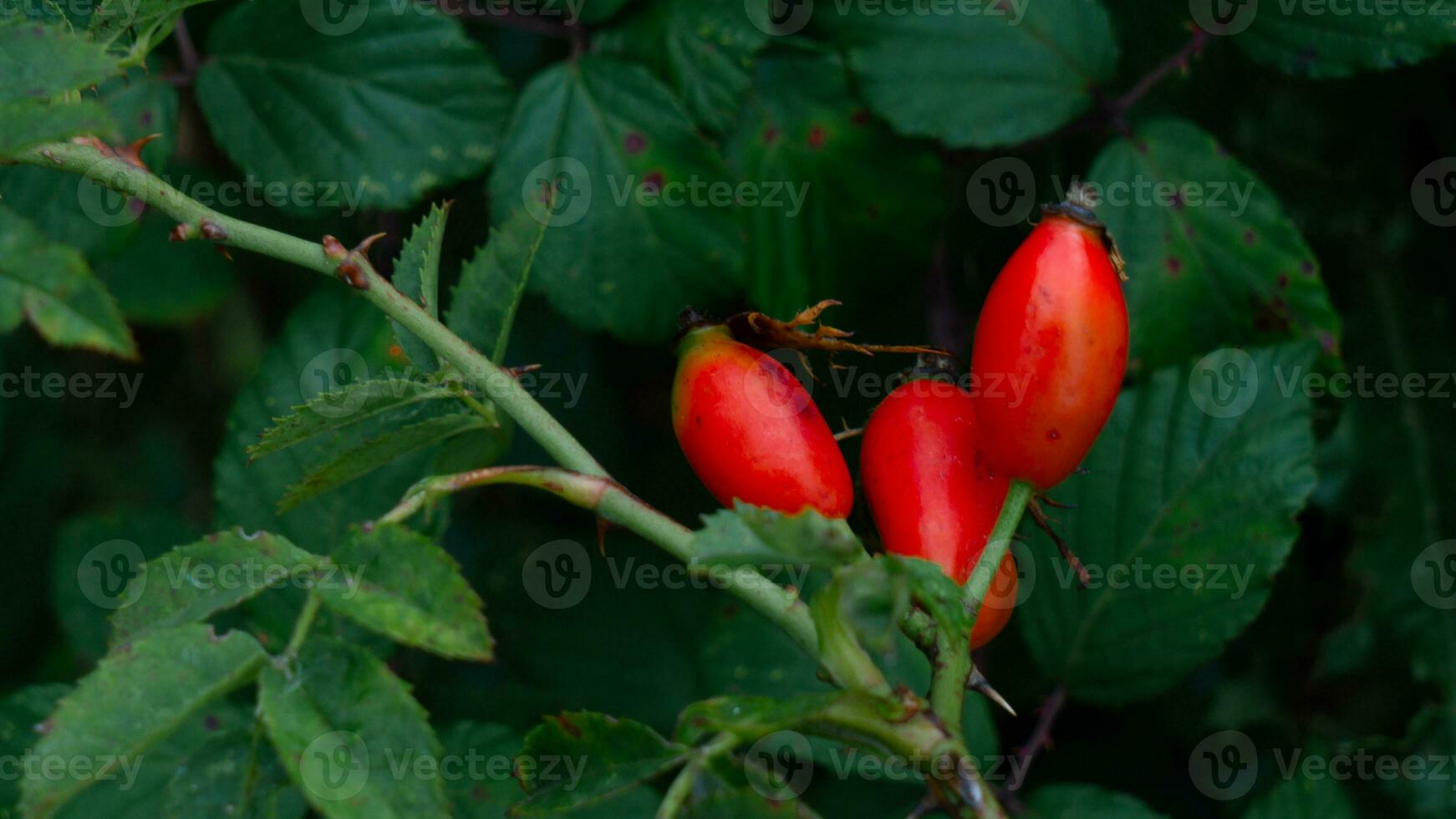 makro skott av mogen reste sig höfter i natur foto