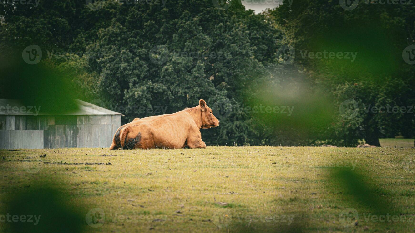 lantlig äng betning brun nötkreatur i grön bete foto