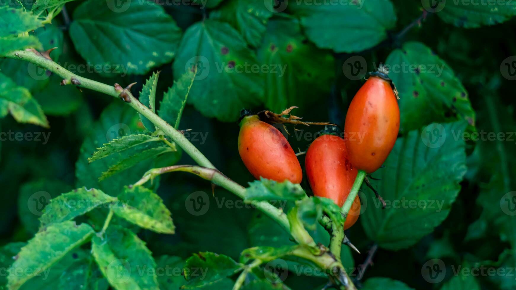 makro skott av mogen reste sig höfter i natur foto