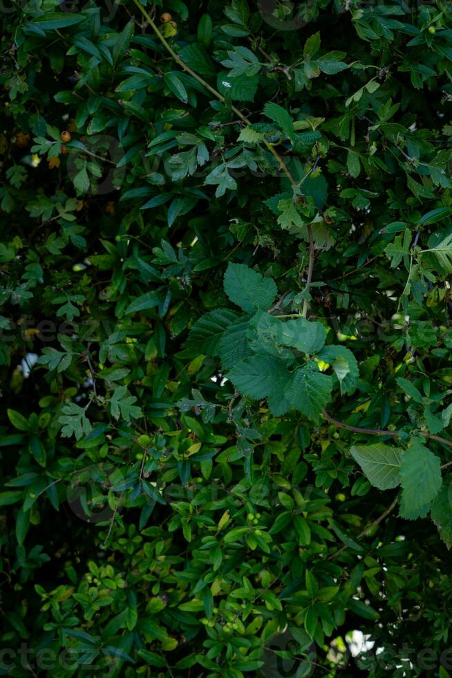 textur bakgrund av buske med gren foto