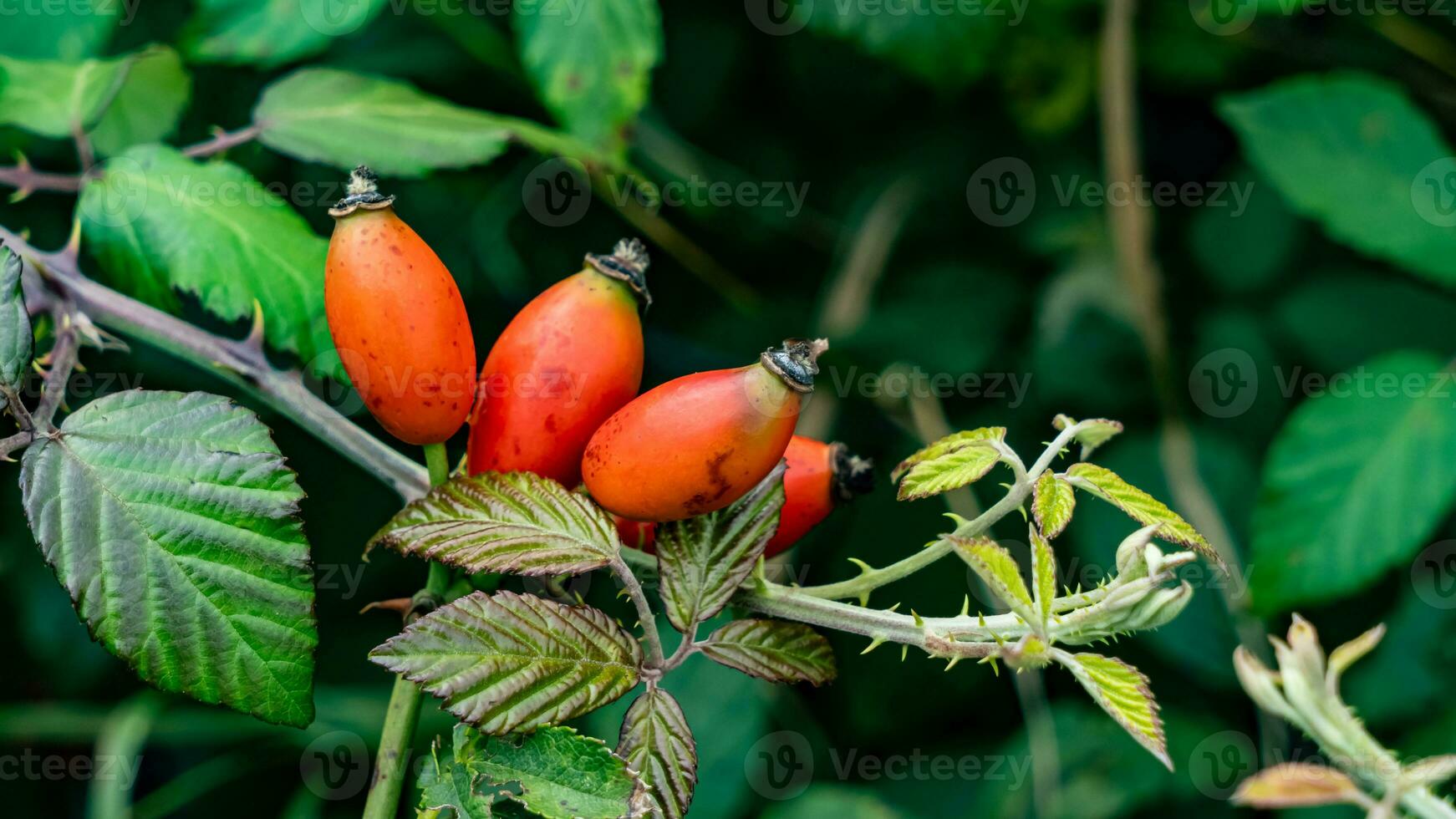 makro skott av mogen reste sig höfter i natur foto