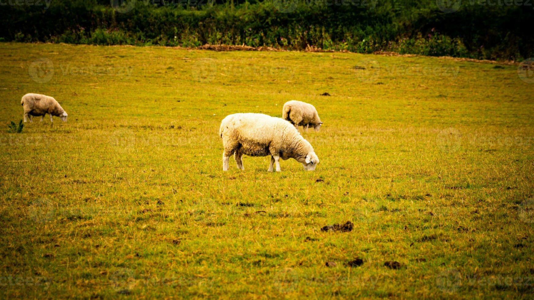 flock av ullig får på en landsbygden bruka foto