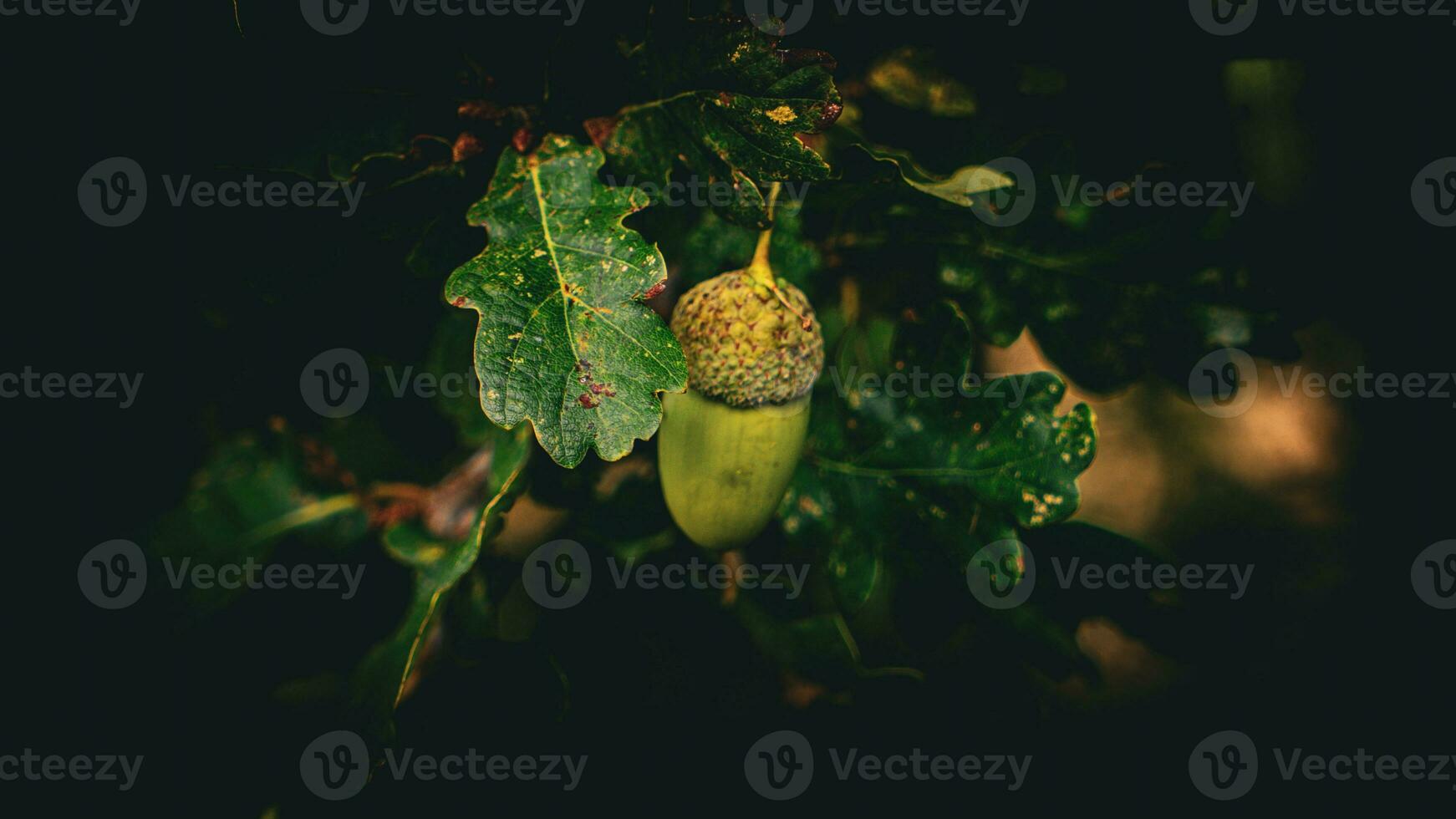 detaljerad makro skott av europeisk ek blad och ekollon foto