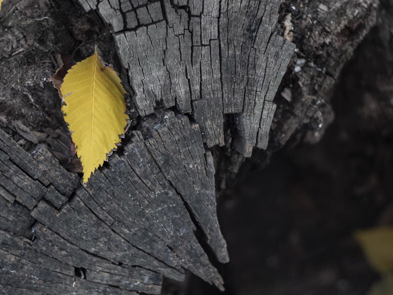 vackert gult blad på en sprucken trädstubbe. foto