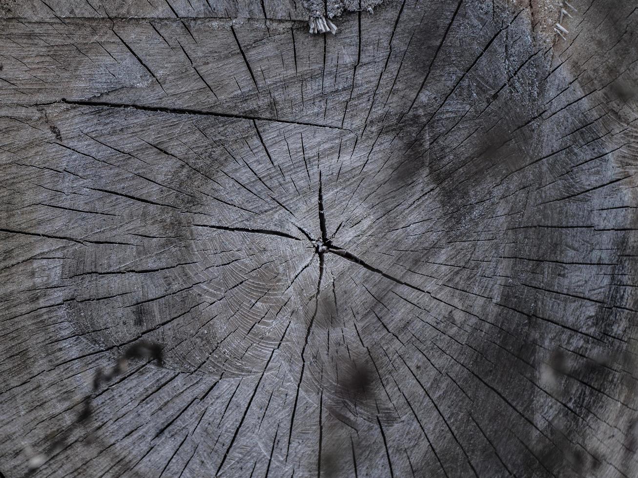 vacker torr vedstubbe. sprucken trästruktur på lönnstubbe foto