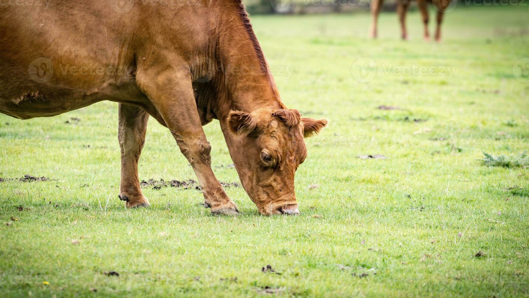 lantlig äng betning brun nötkreatur i grön bete foto