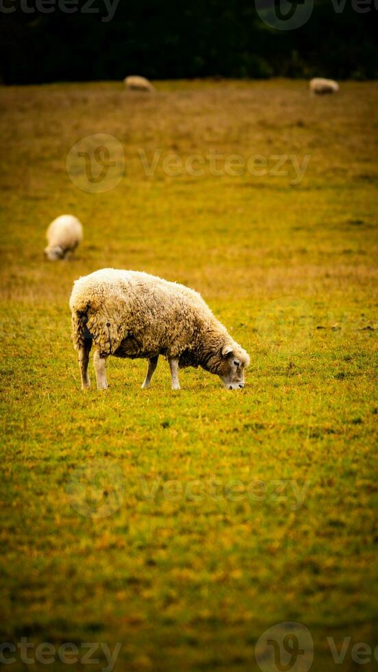 flock av ullig får på en landsbygden bruka foto