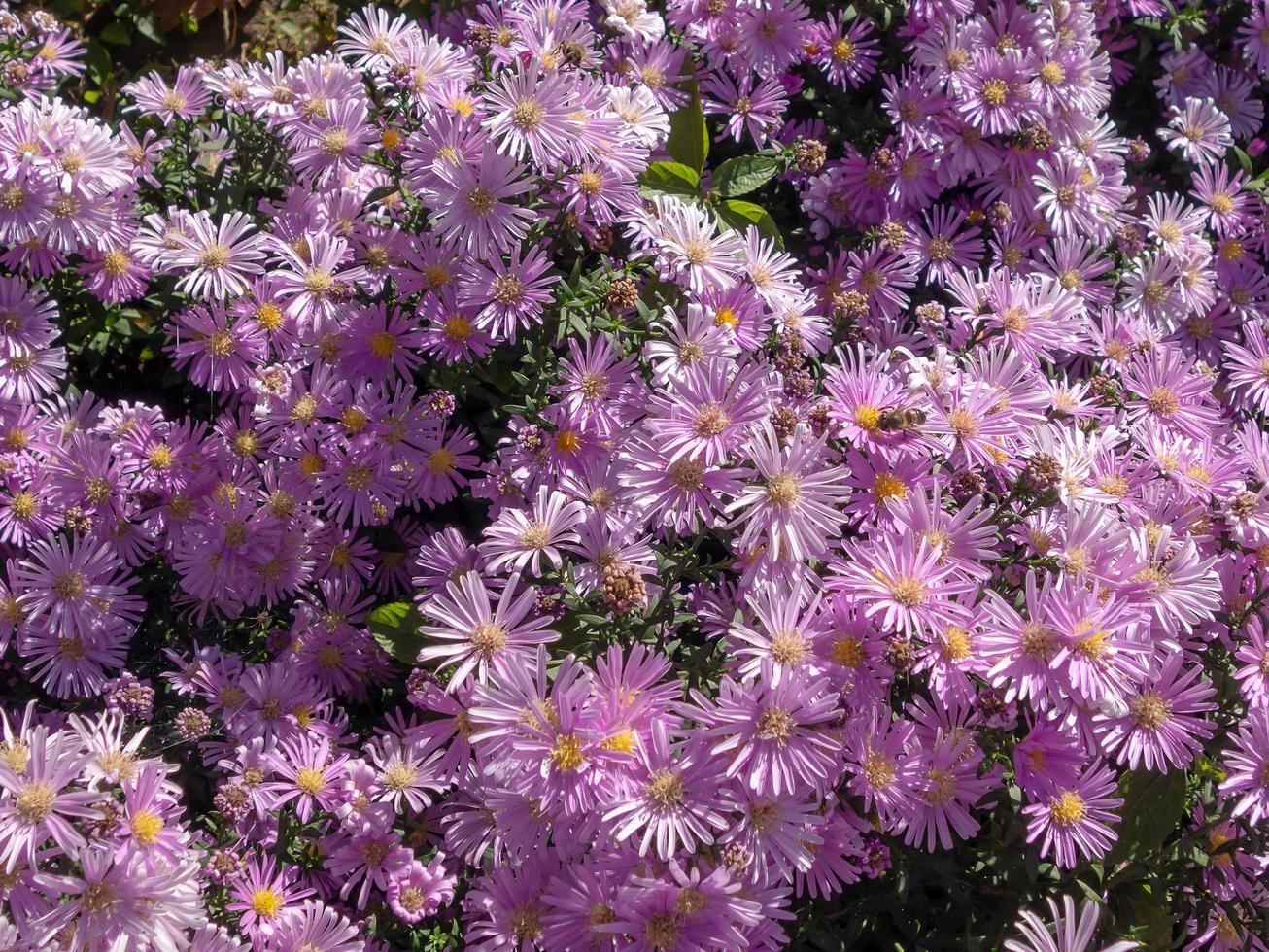 våräng med fuchsia blommor på en solig dag och ett bi foto