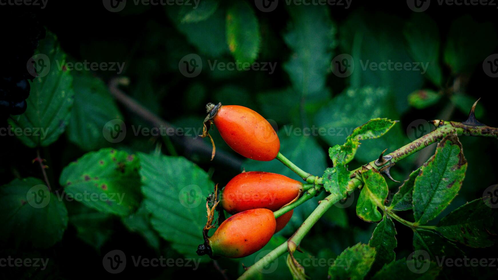 makro skott av mogen reste sig höfter i natur foto