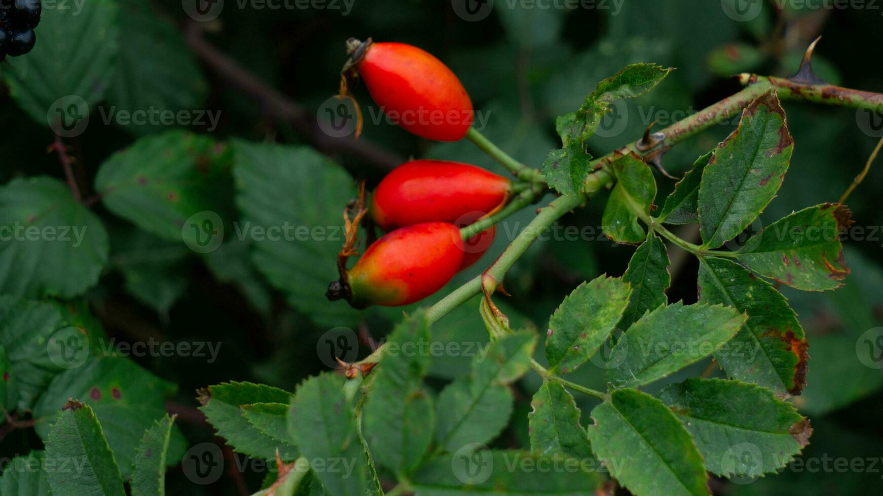 makro skott av mogen reste sig höfter i natur foto