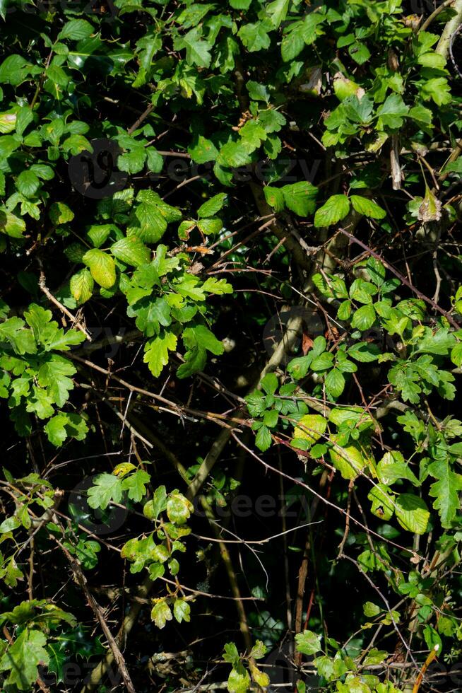 textur bakgrund av buske med gren foto