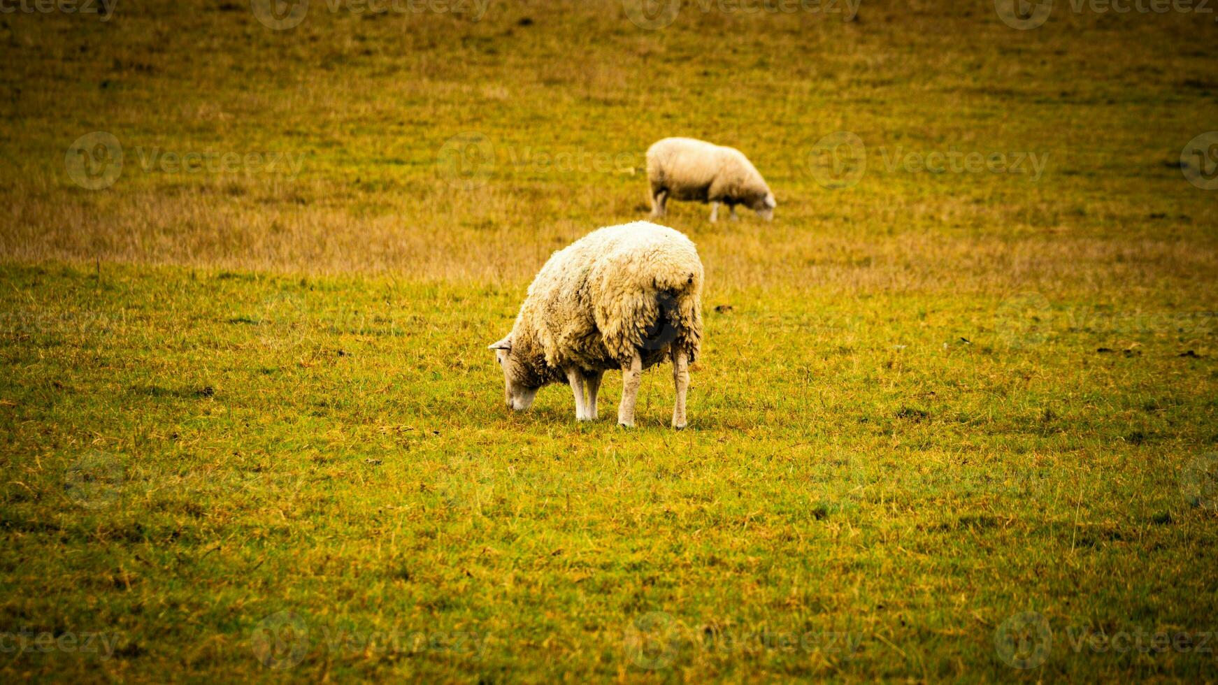 flock av ullig får på en landsbygden bruka foto