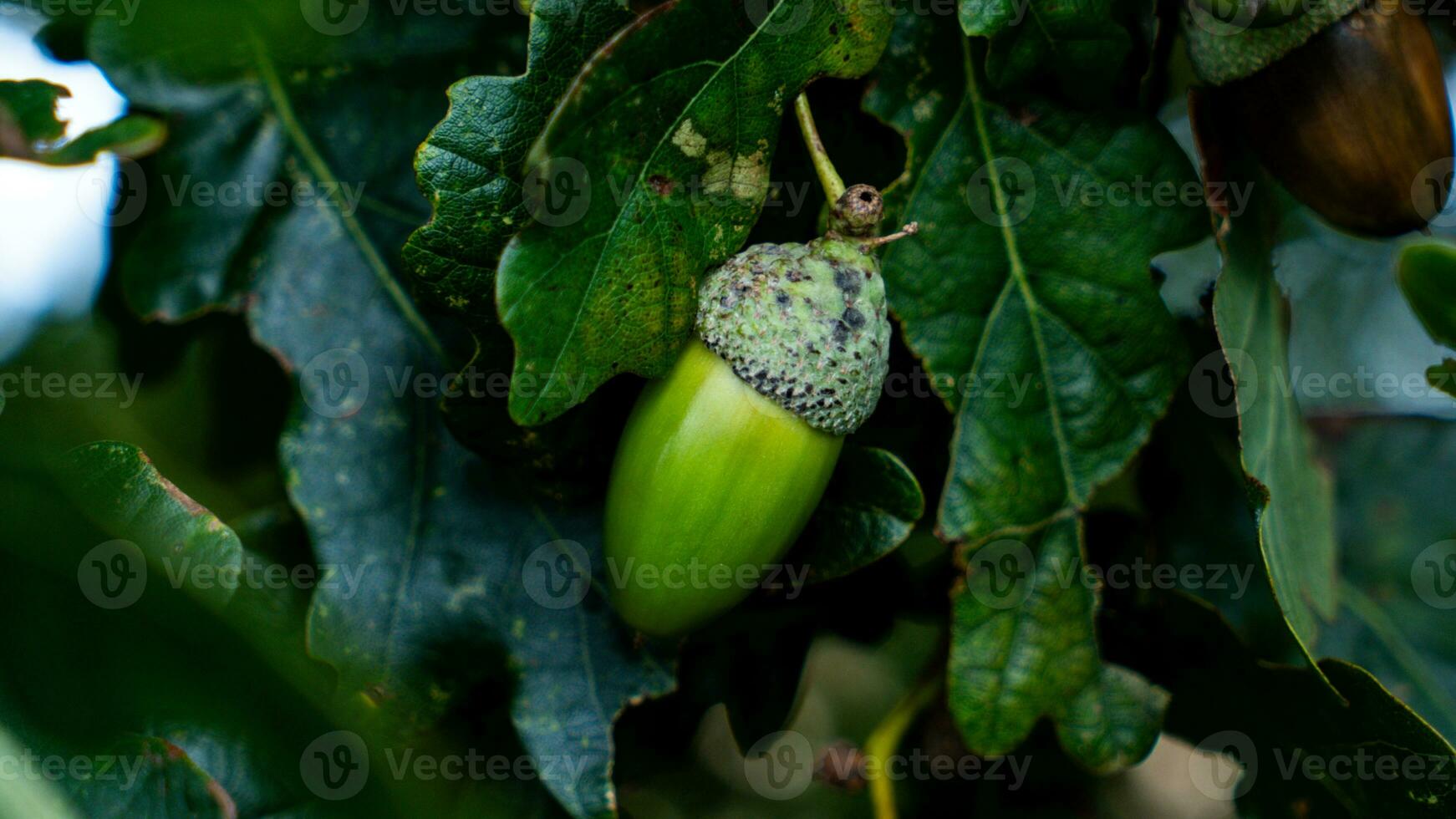 detaljerad makro skott av europeisk ek blad och ekollon foto