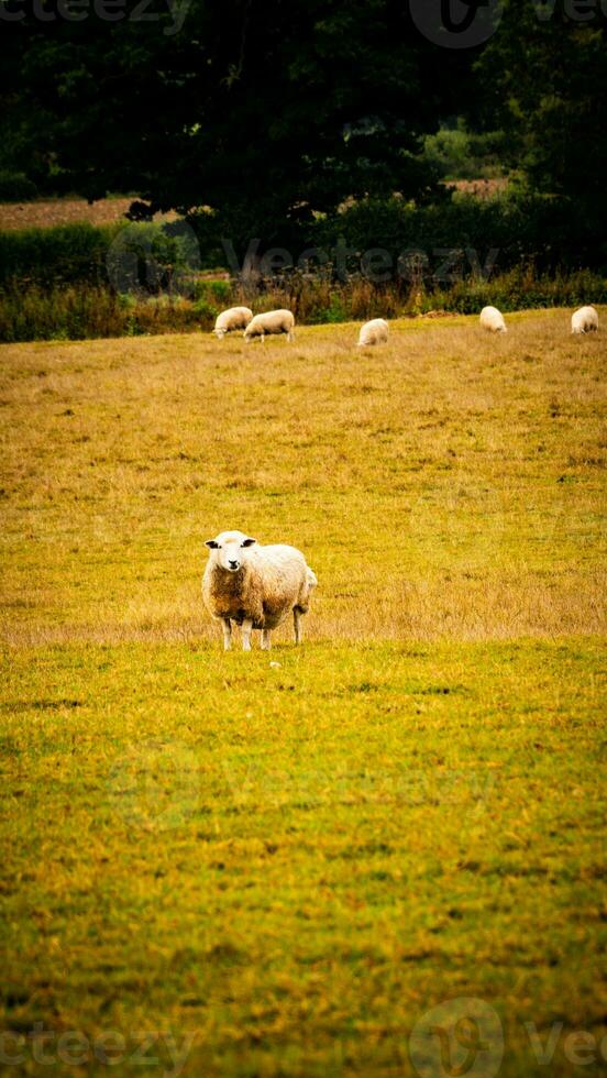 flock av ullig får på en landsbygden bruka foto