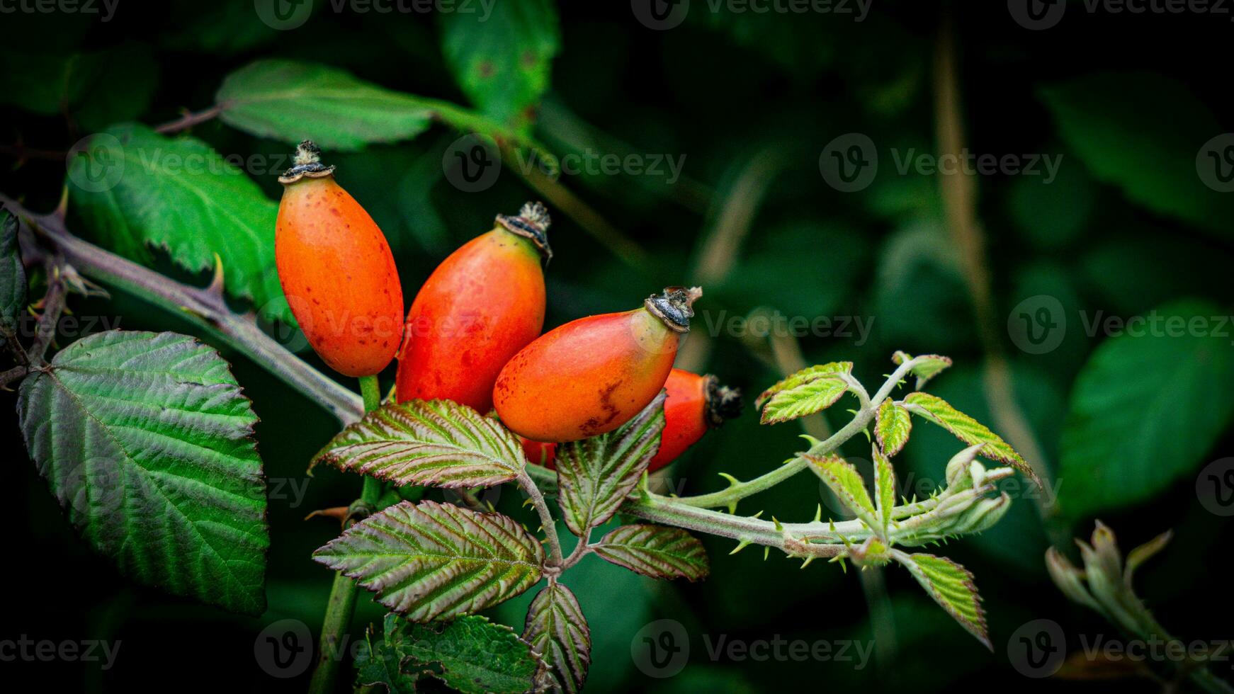 makro skott av mogen reste sig höfter i natur foto