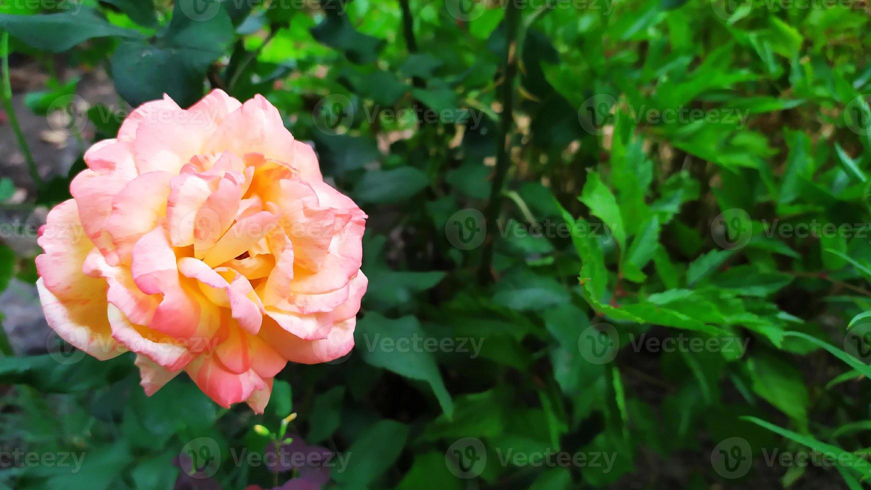 blommande buskar i trädgården foto