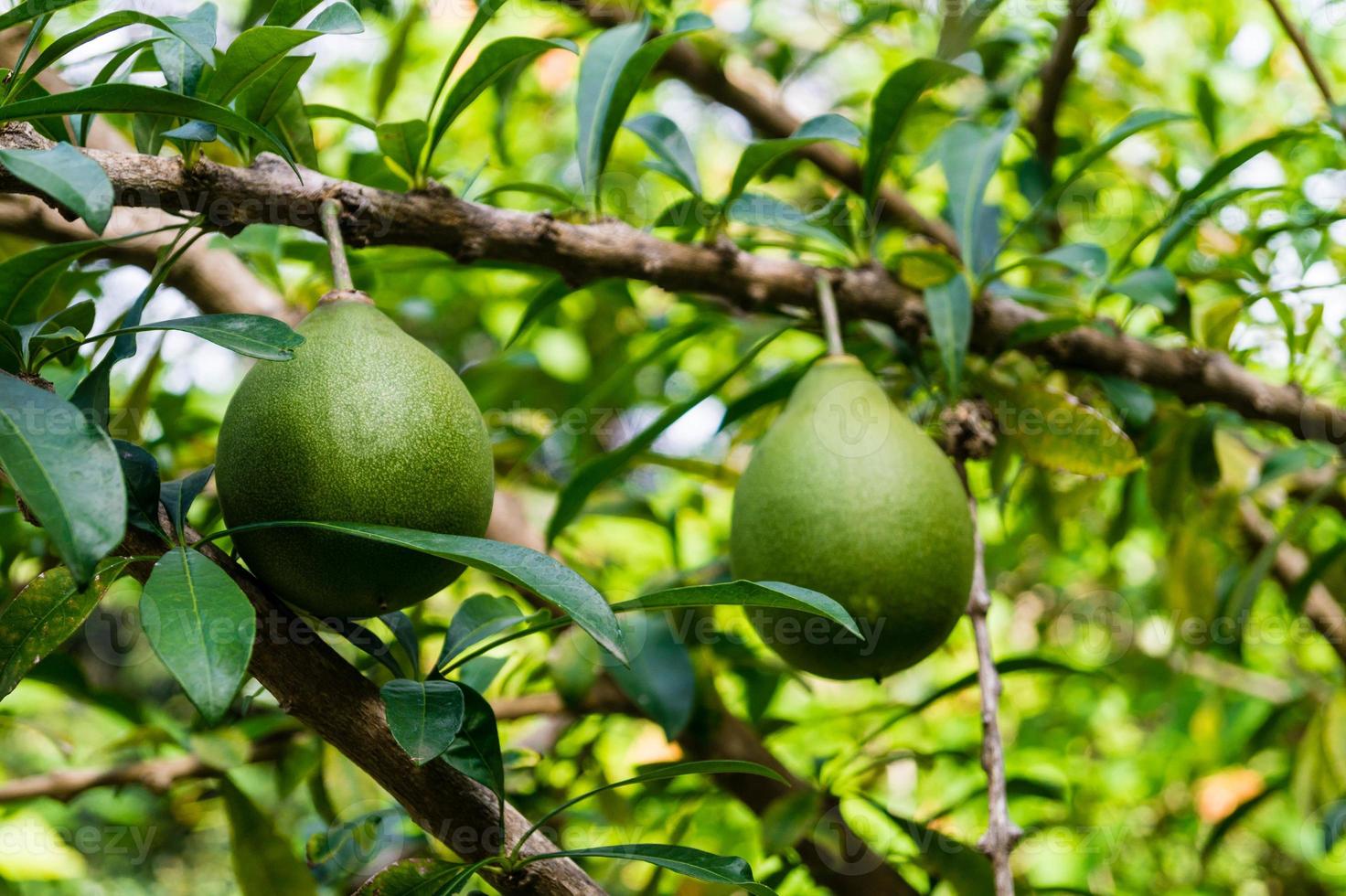 calabash tree crescentia cujete foto