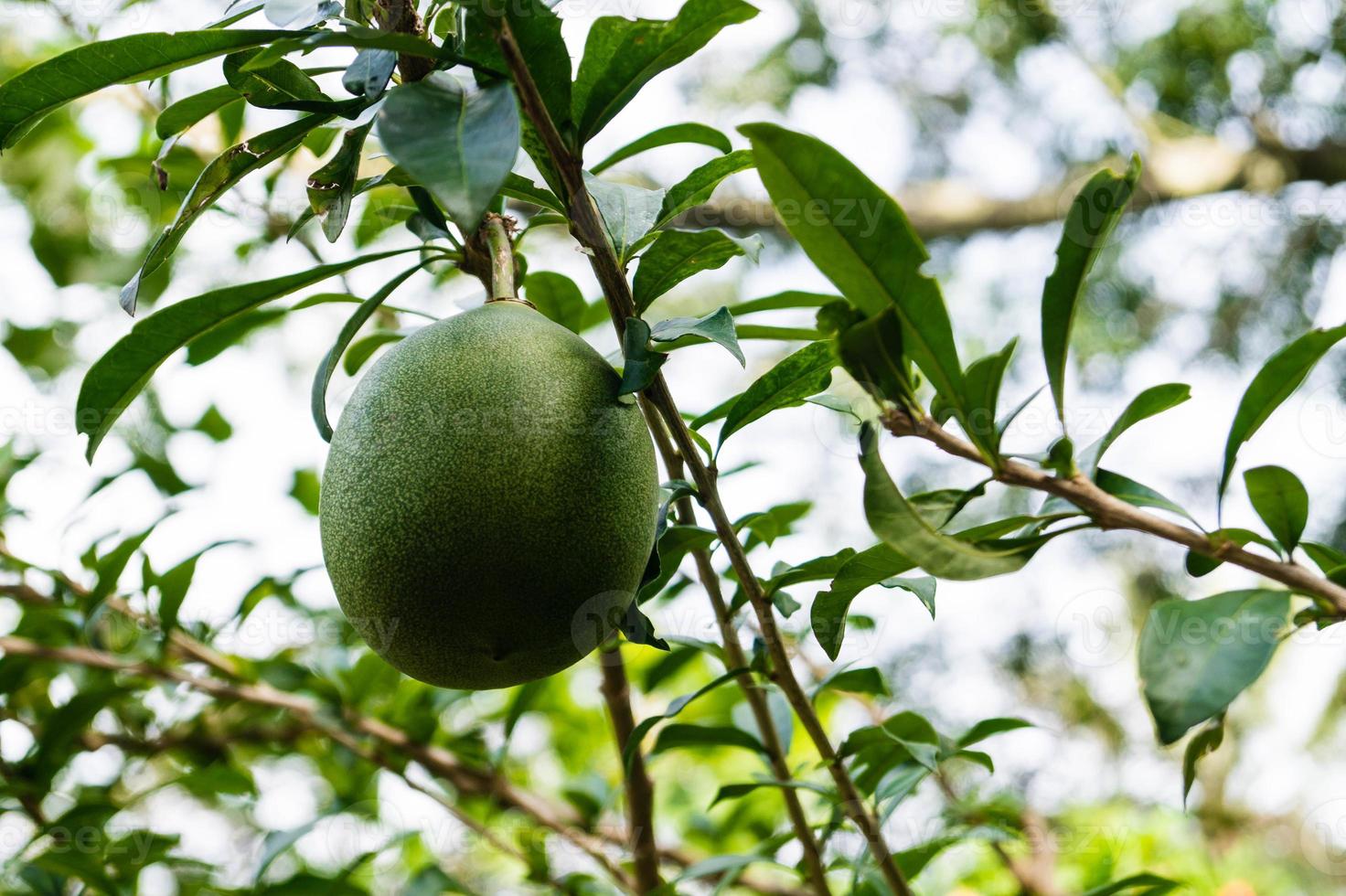 calabash tree crescentia cujete foto