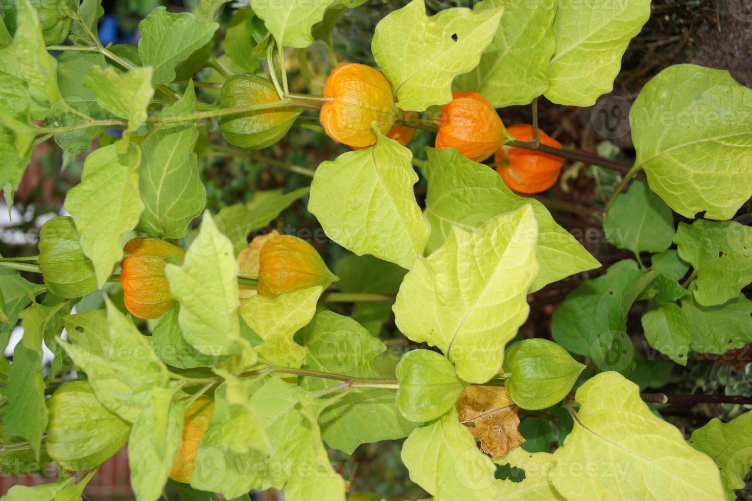 apelsinfrukten physalis peruviana foto