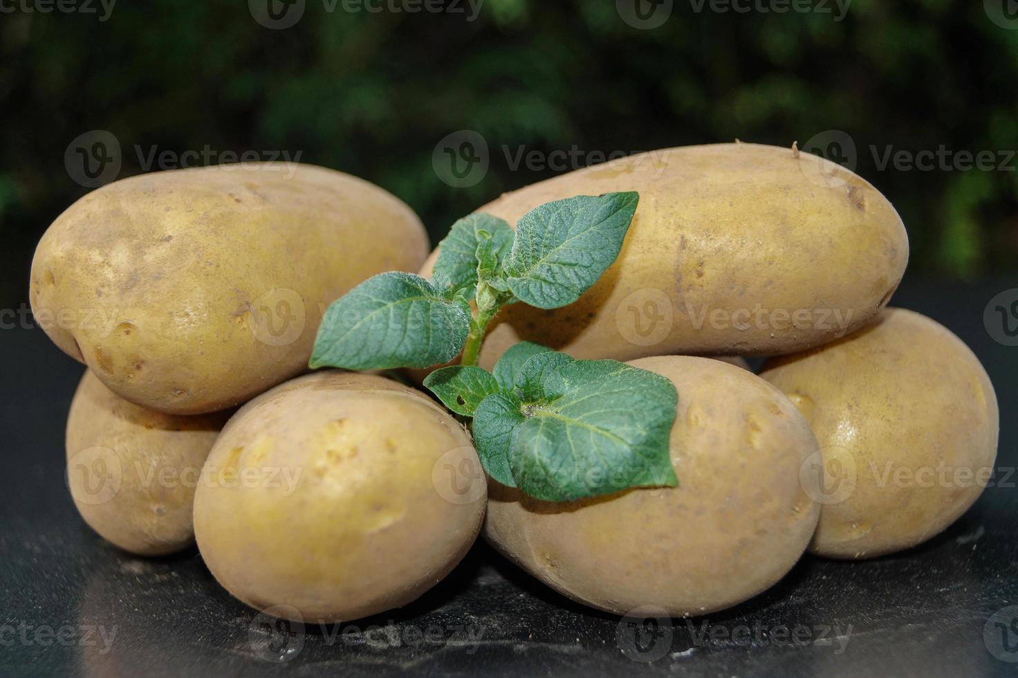 tysk potatis direkt efter skörd foto