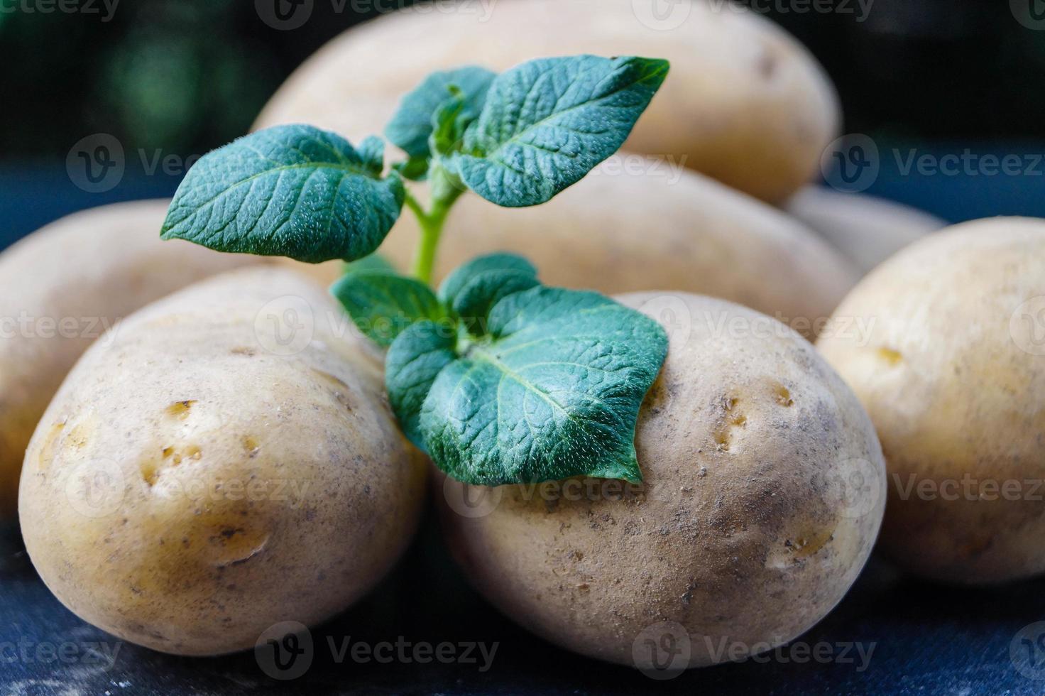 tysk potatis direkt efter skörd foto