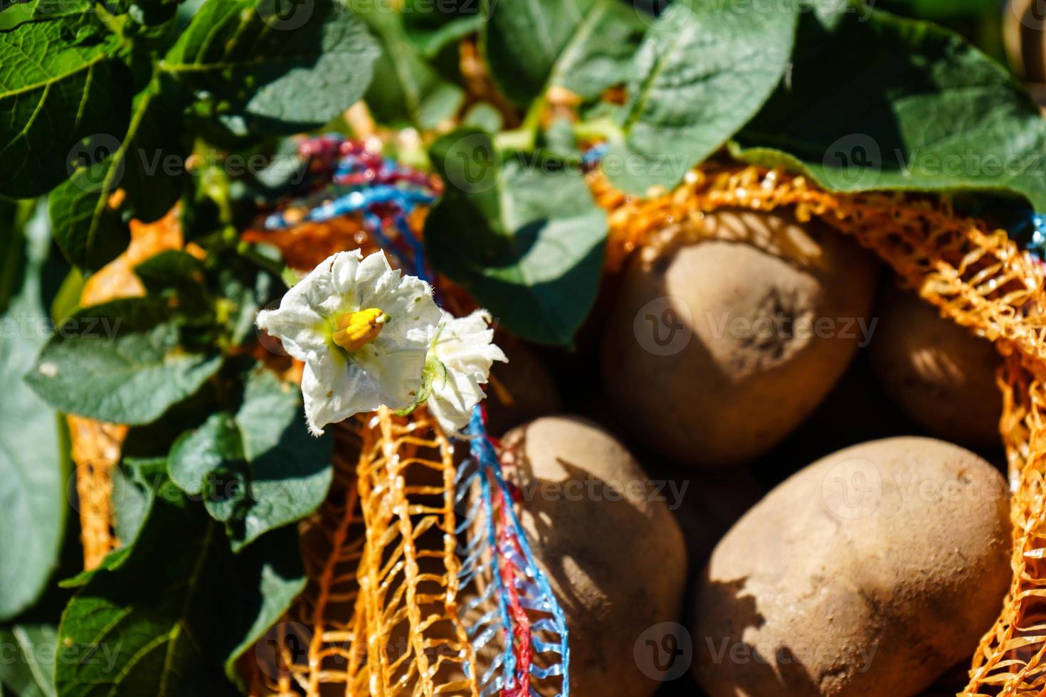 tysk potatis direkt efter skörd foto