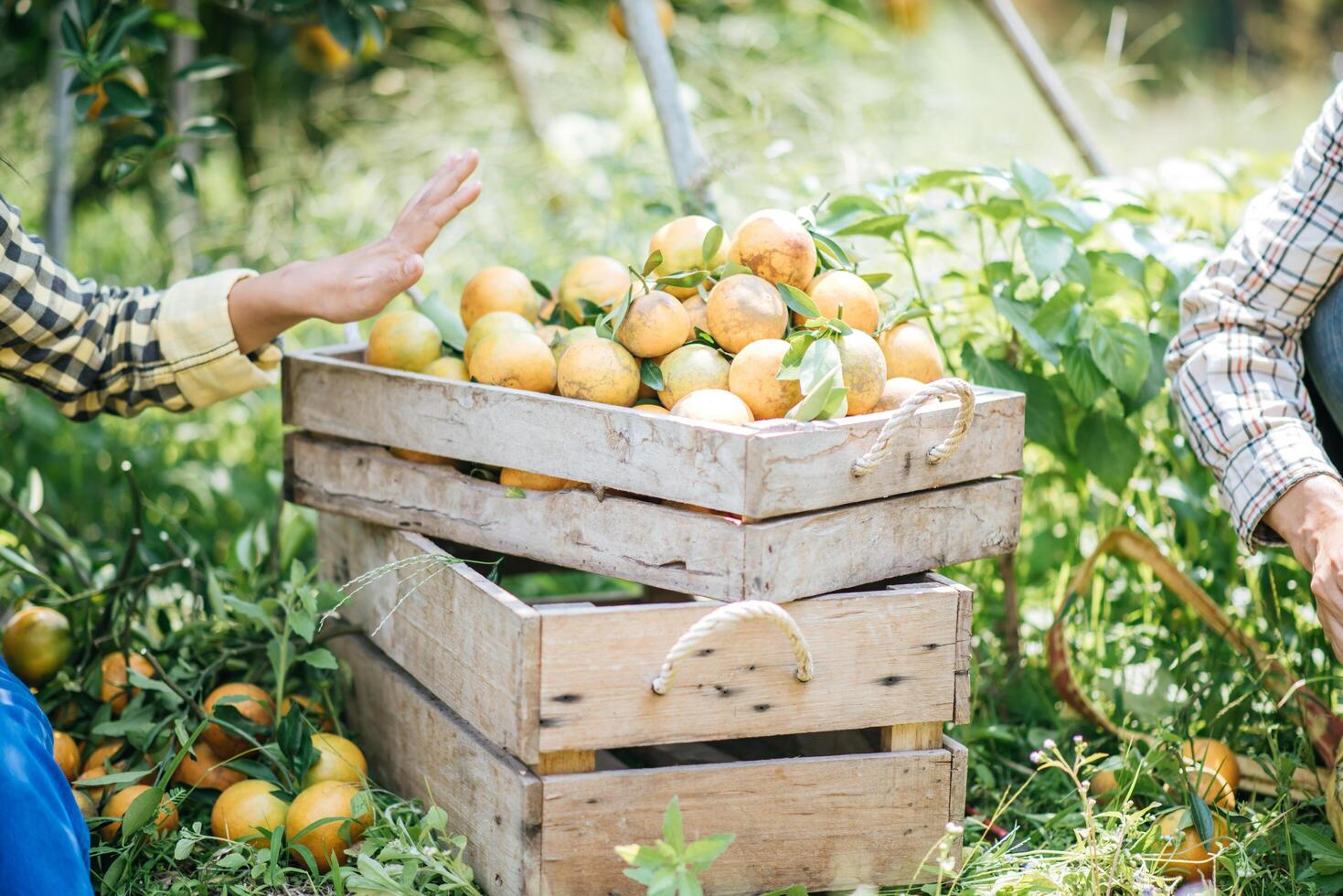 citrus är i en apelsinkista i en apelsinträdgård. foto