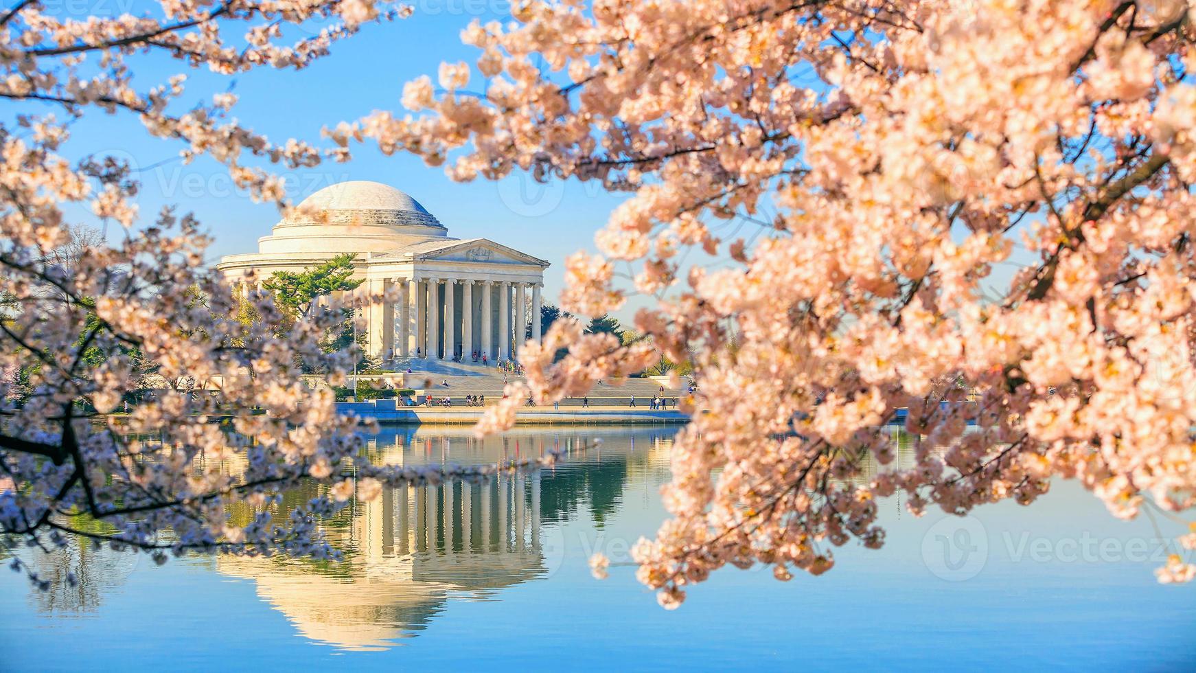 jefferson memorial under cherry blossom festivalen foto