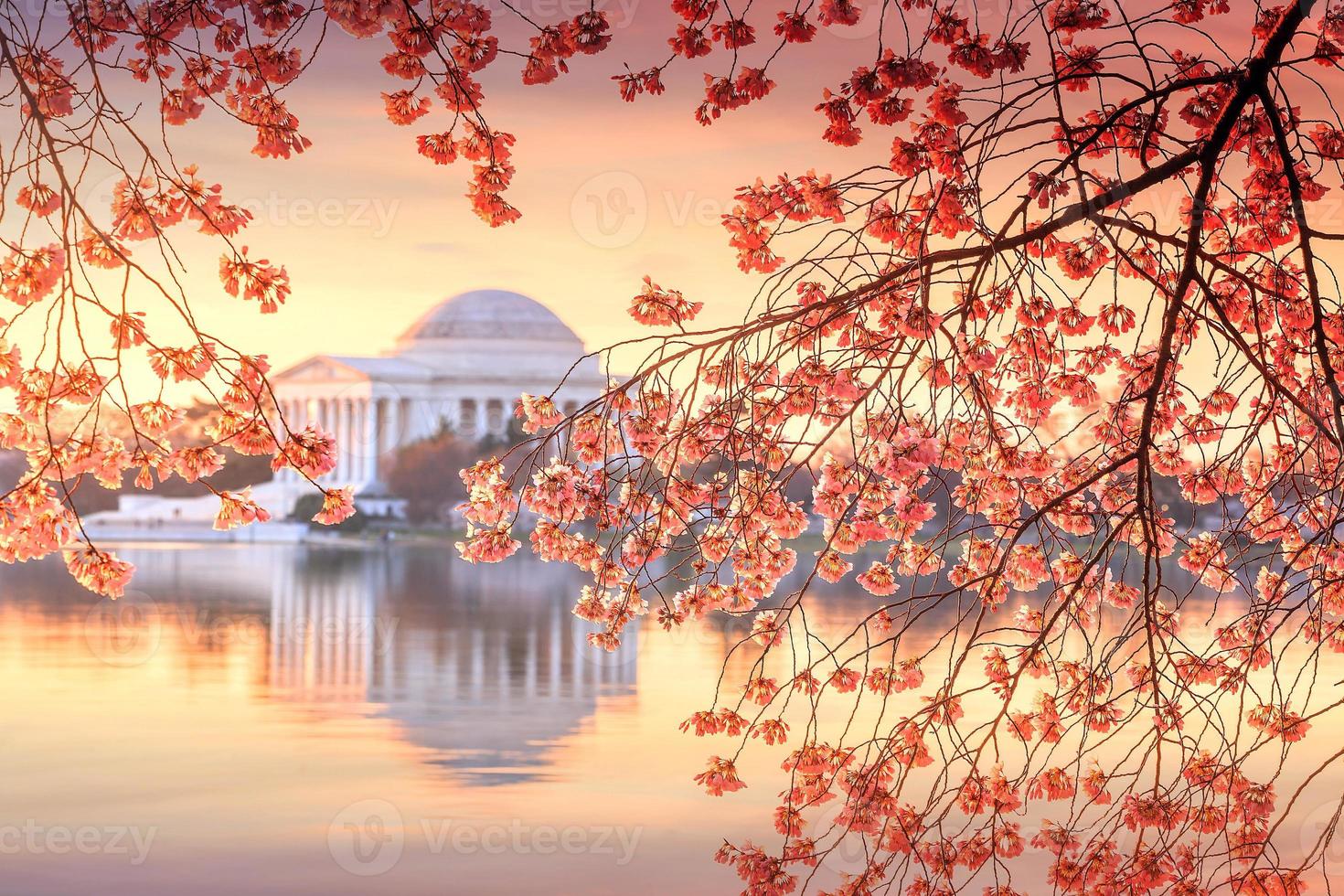 jefferson memorial under cherry blossom festivalen foto