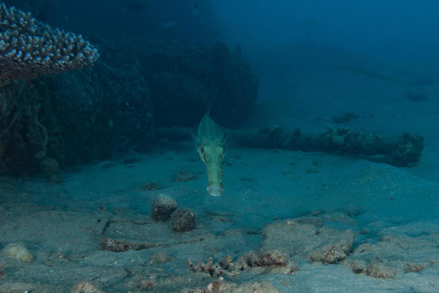 fiskar simmar i Röda havet, färgglada fiskar, Eilat Israel foto