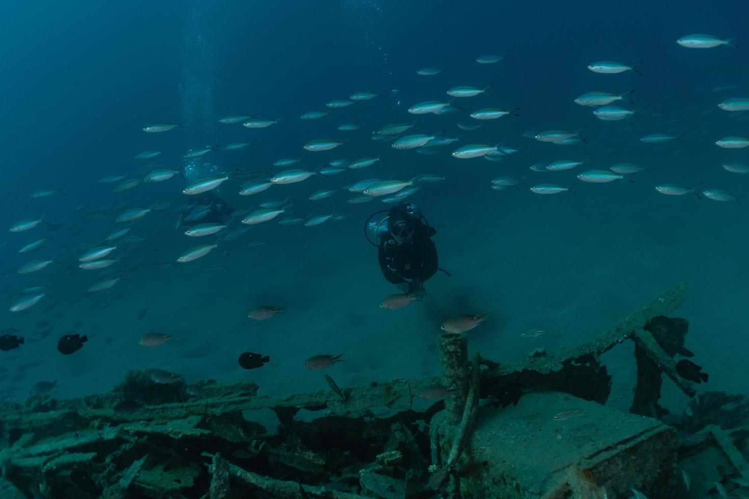 fiskar simmar i Röda havet, färgglada fiskar, Eilat Israel foto