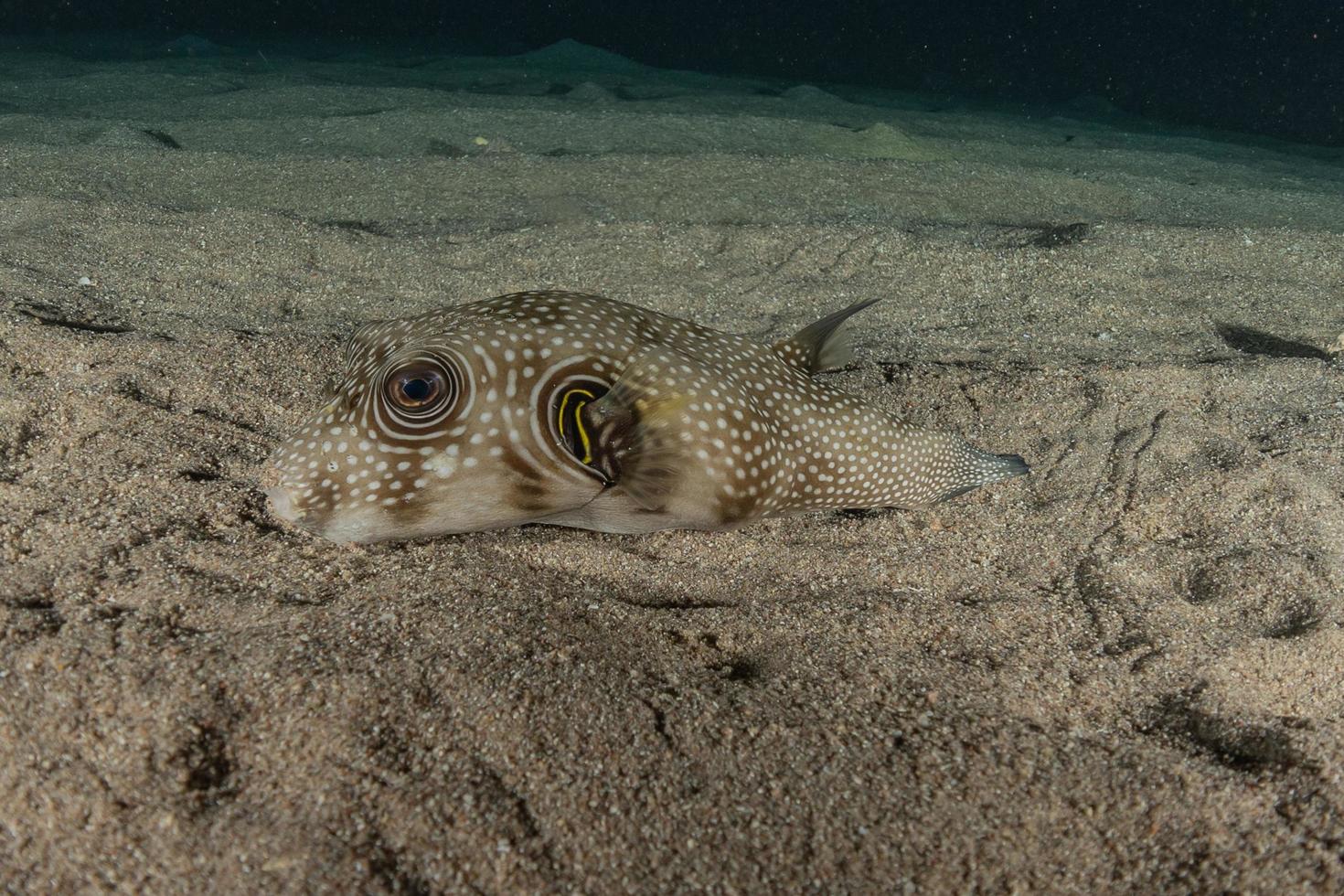 fiskar simmar i Röda havet, färgglada fiskar, Eilat Israel foto