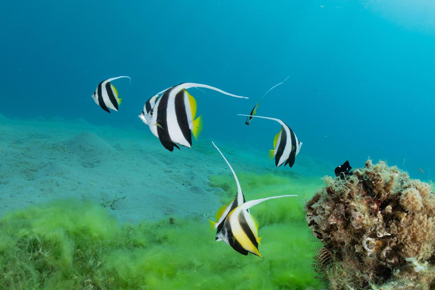 fiskar simmar i Röda havet, färgglada fiskar, Eilat Israel foto