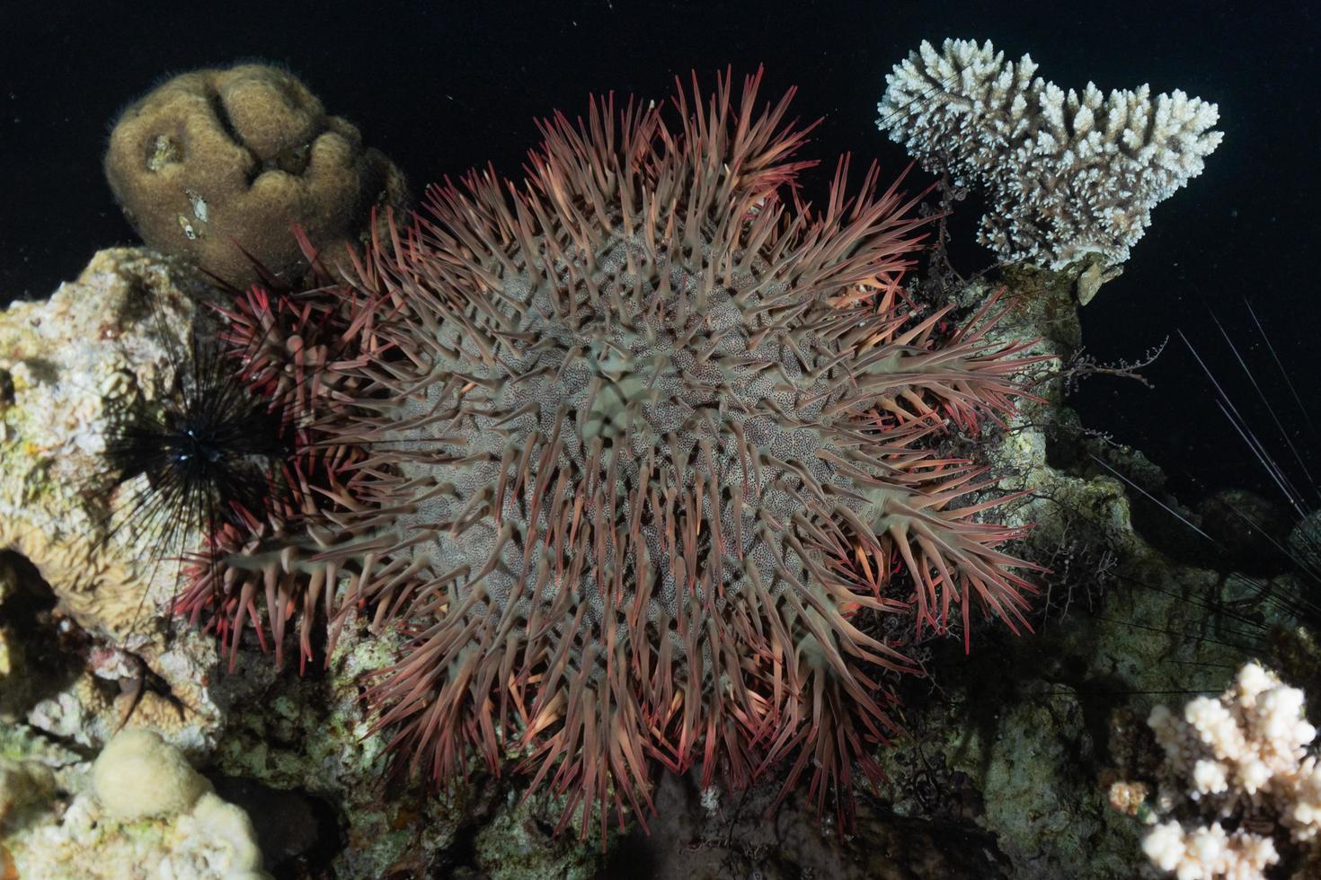 korallrev och vattenväxter i Röda havet, eilat israel foto