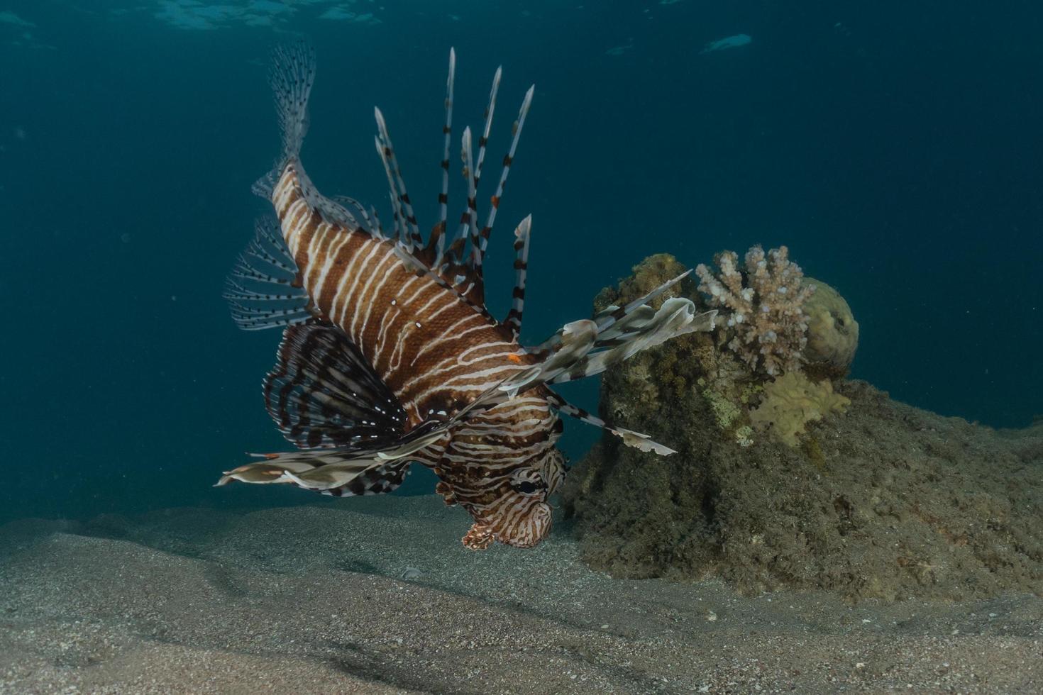 lionfish i Röda havet färgglada fiskar, eilat israel foto