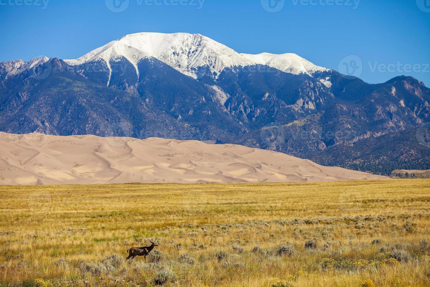 älg med stora sanddyner nationalpark i bakgrunden colorado foto