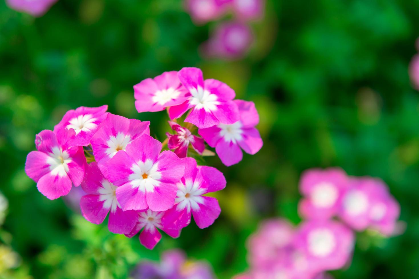 närbild rosa pelargonblommor i trädgården foto