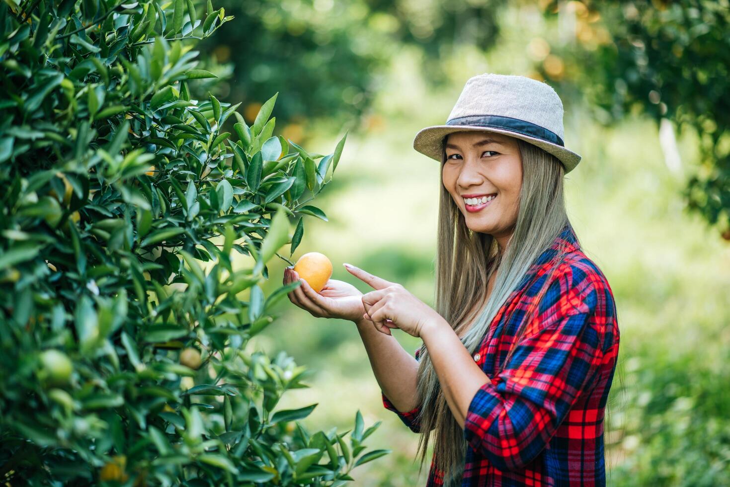 kvinna som skördar en apelsinplantage foto