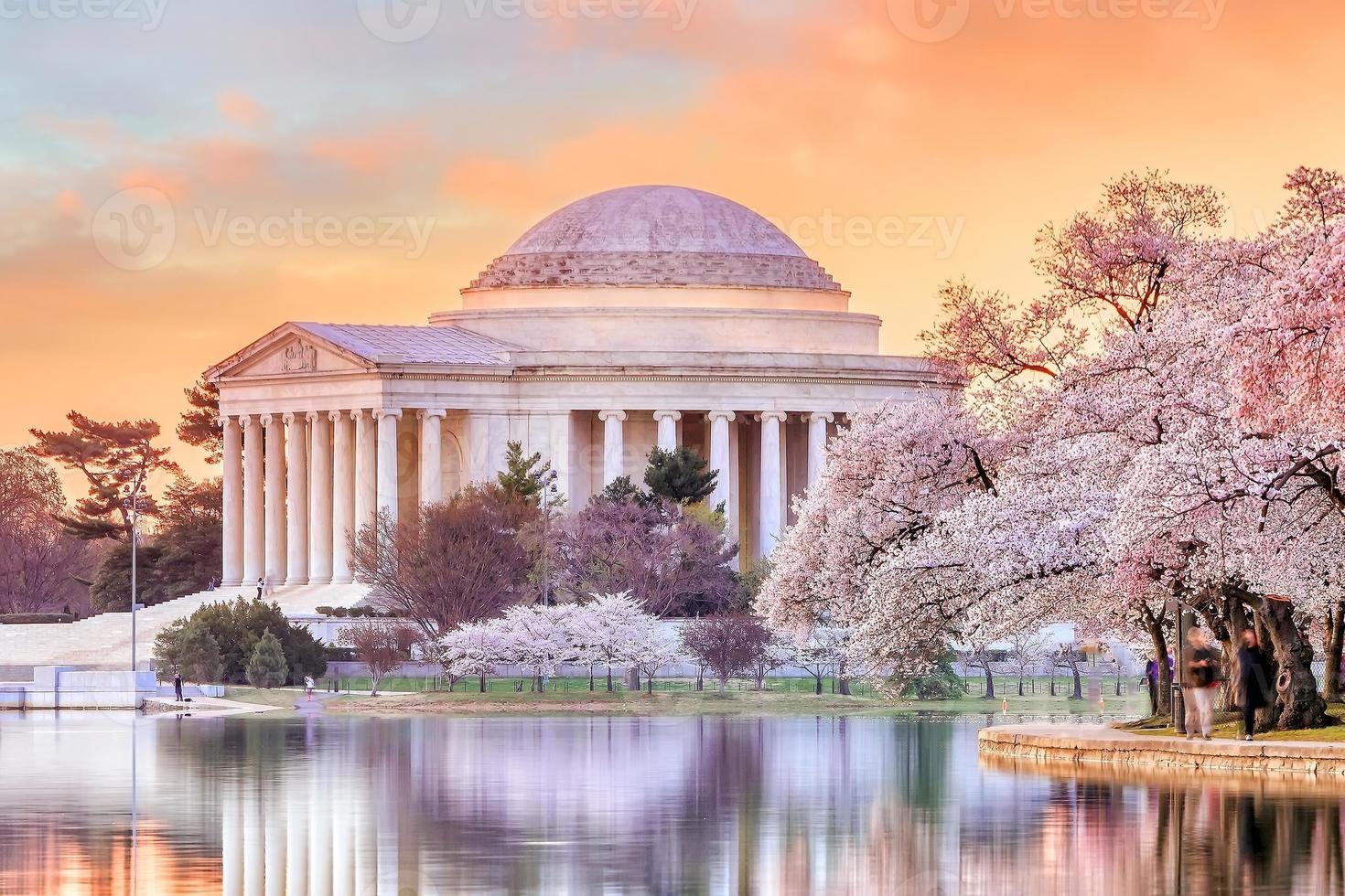 jefferson memorial under cherry blossom festivalen foto