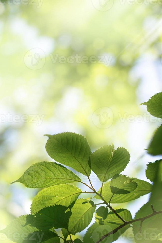 grön naturlig bakgrund, grönska bakgrund foto