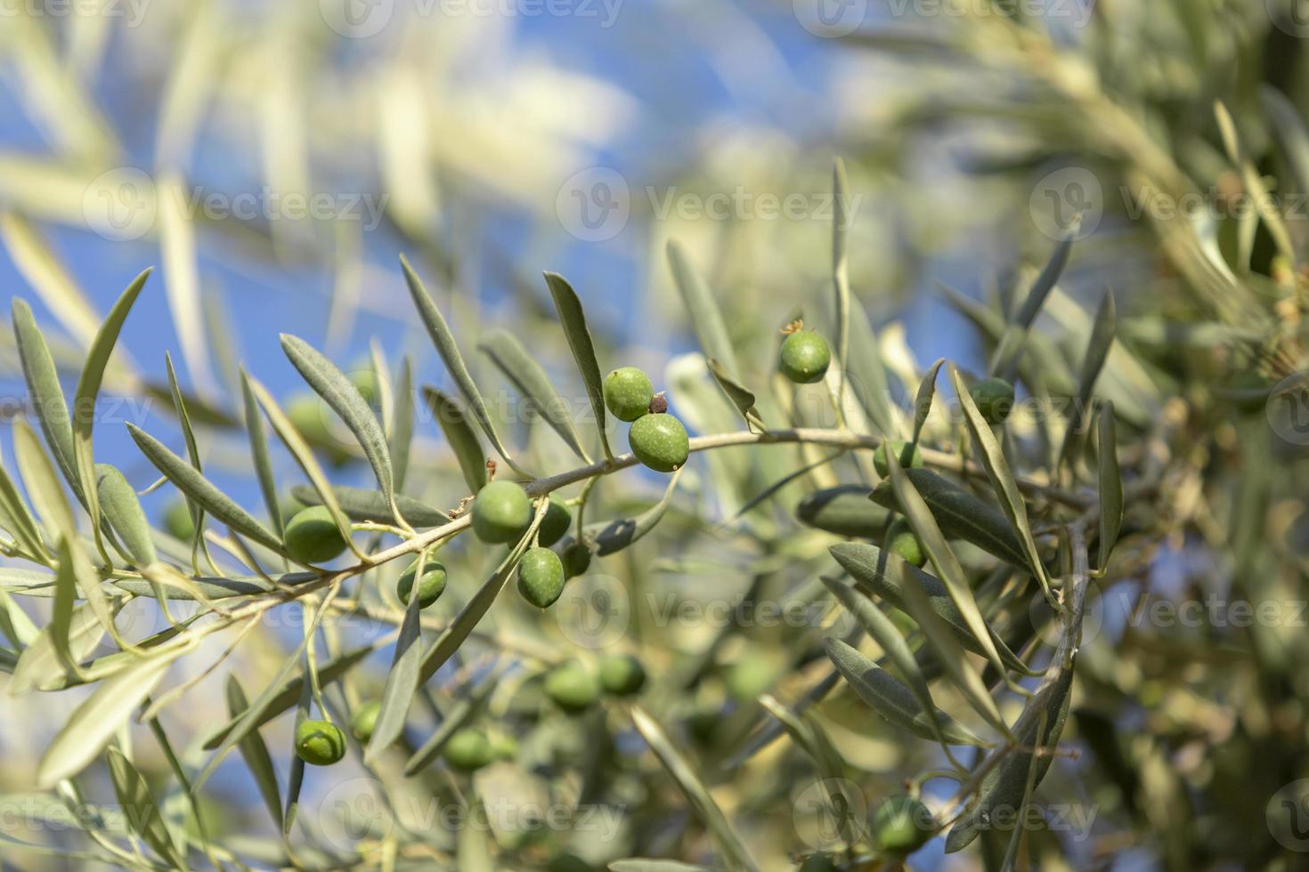 närbild av ett olivträd med färska oliver och gröna blad. foto