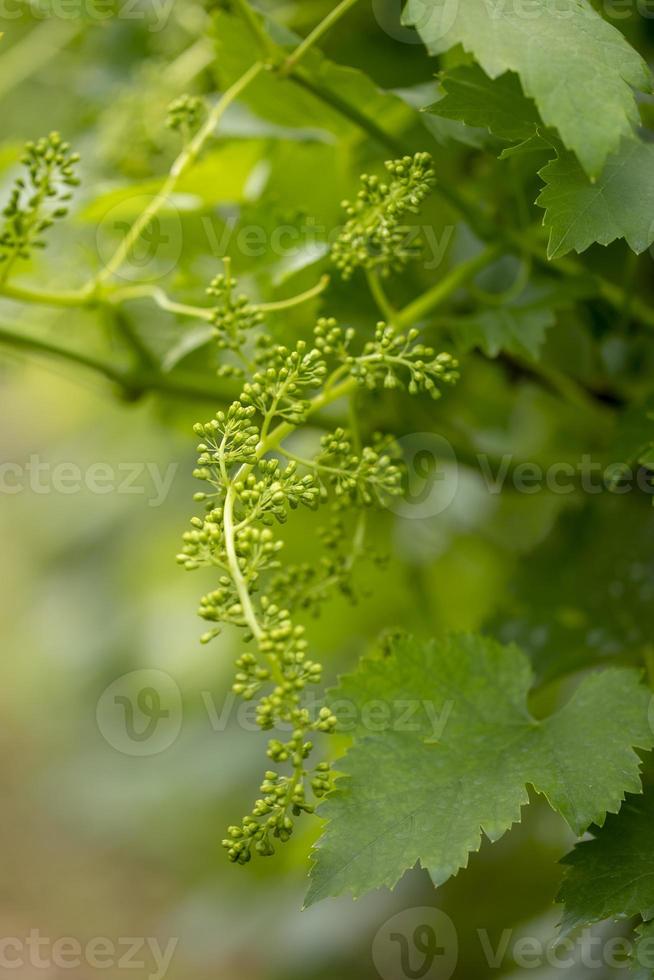 närbild av unga grenar av druvor i vingård med selektivt fokus. foto