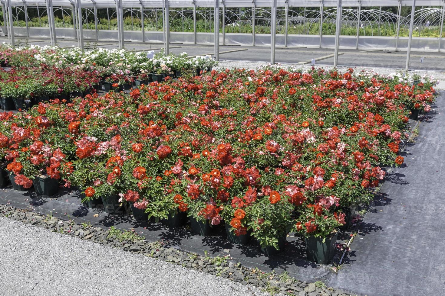 olika blommor i en plantskola - utomhus foto