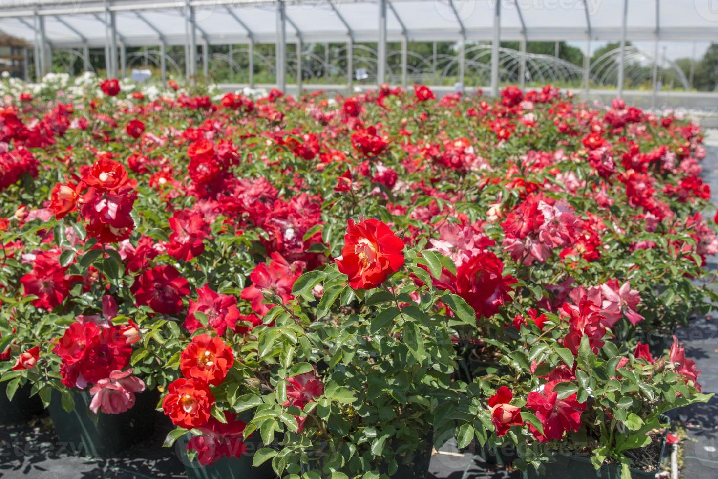 olika blommor i en plantskola - utomhus foto