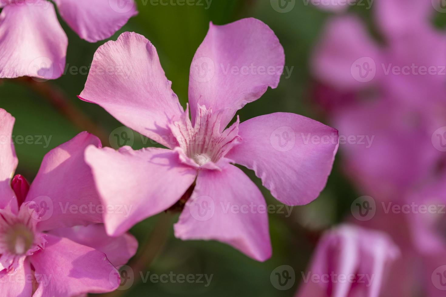 ljusrosa oleander blommande gäng på nära håll i trädgården foto