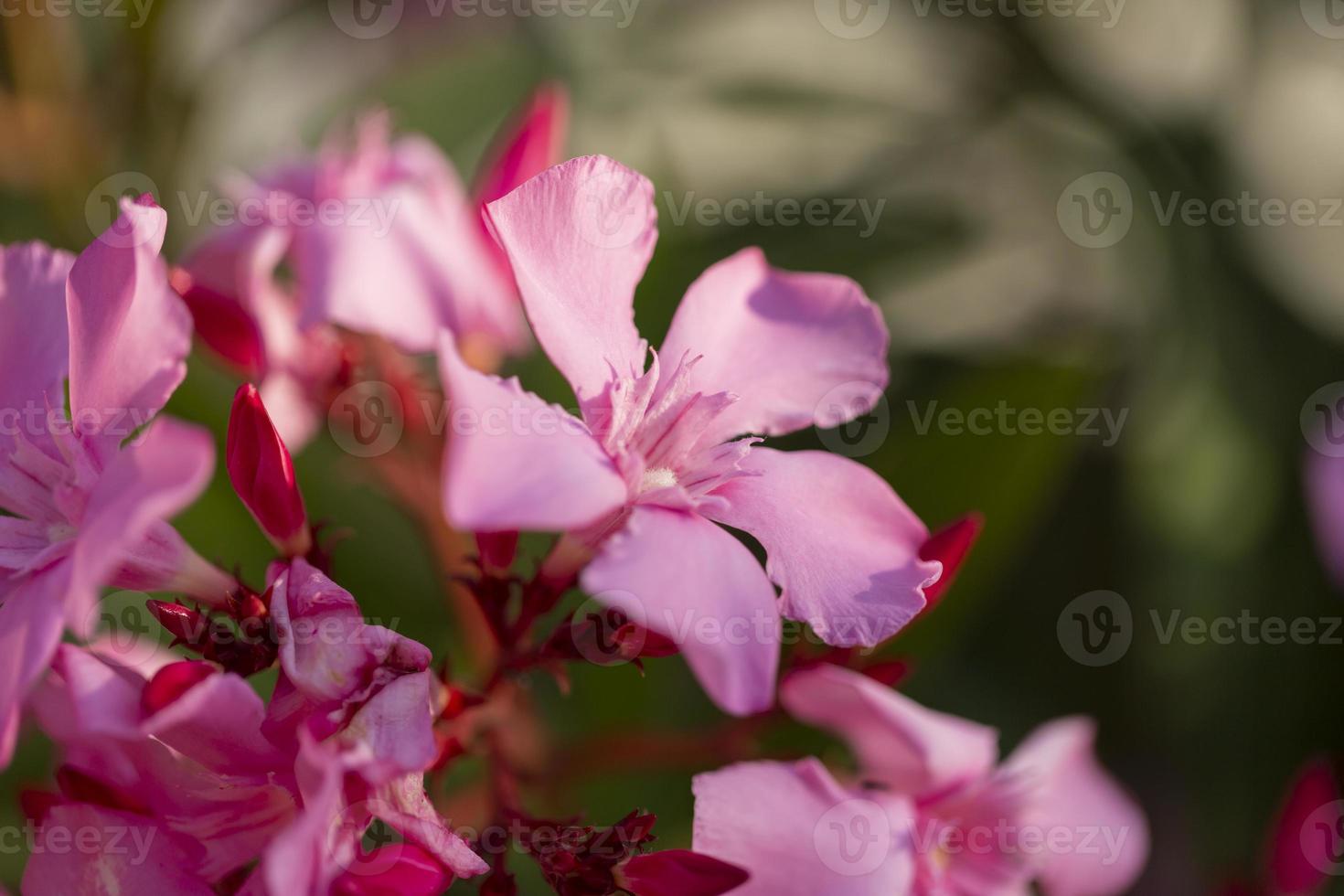 ljusrosa oleander blommande gäng på nära håll i trädgården foto