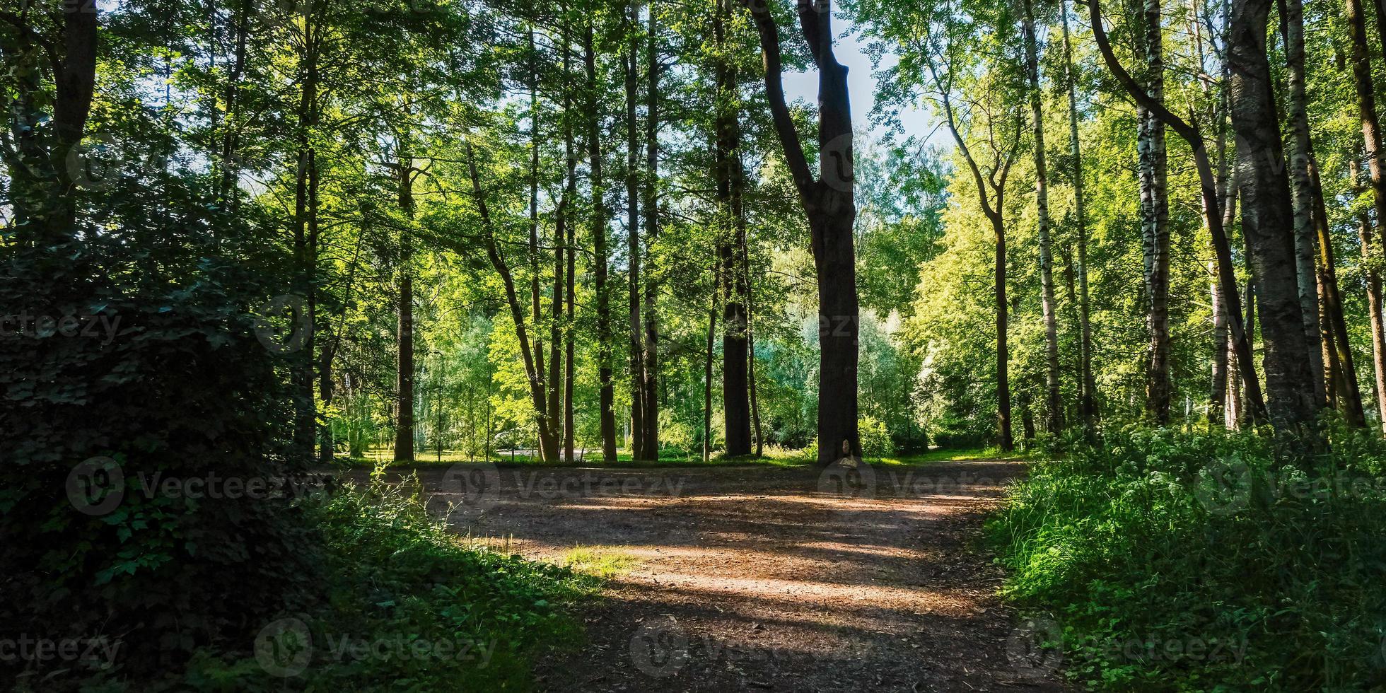 landskapspanorama över vägen i den gröna sommarskogsparken foto