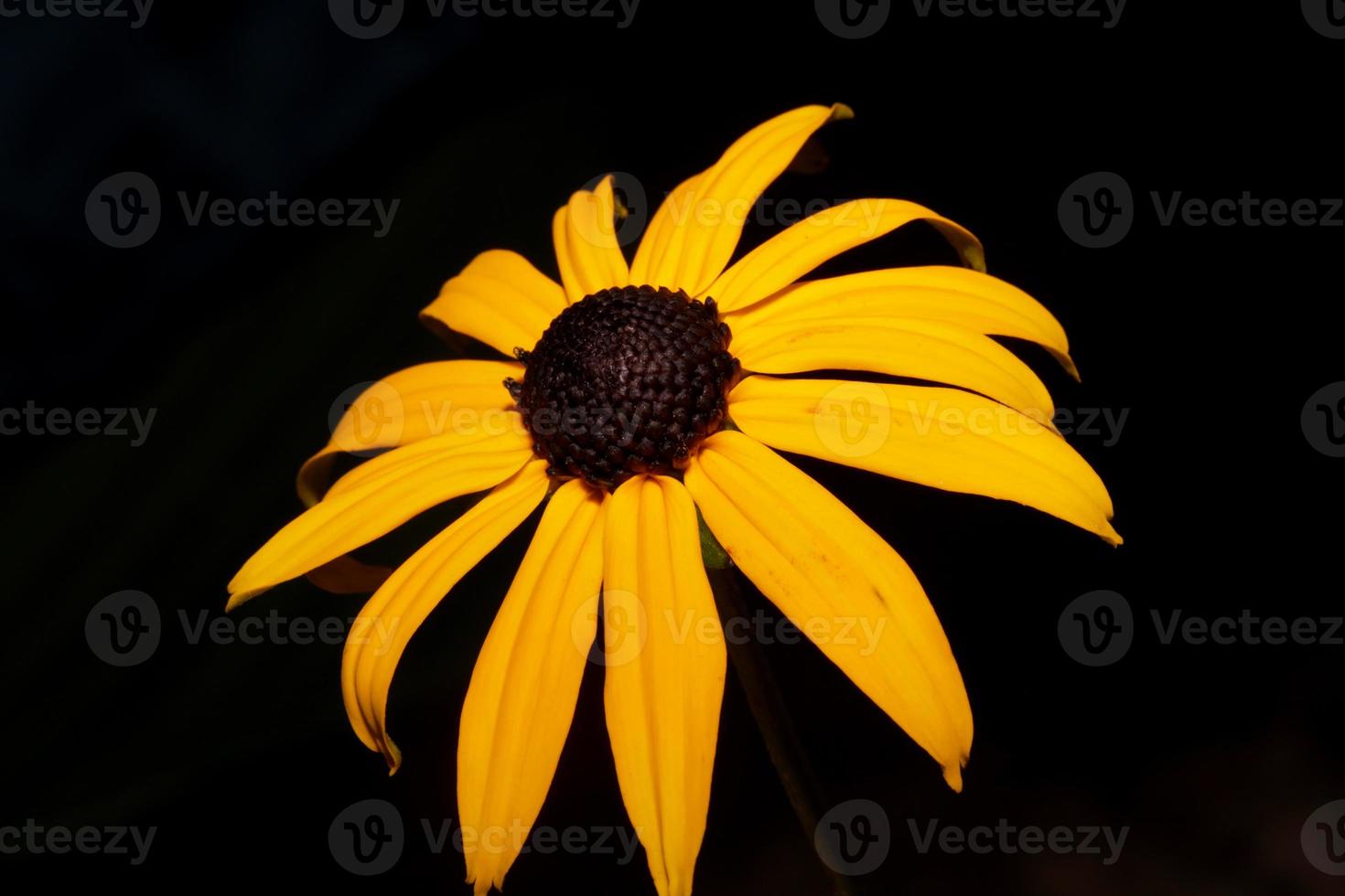 fower blomma närbild bakgrund rudbeckia fulgida familj compositae foto